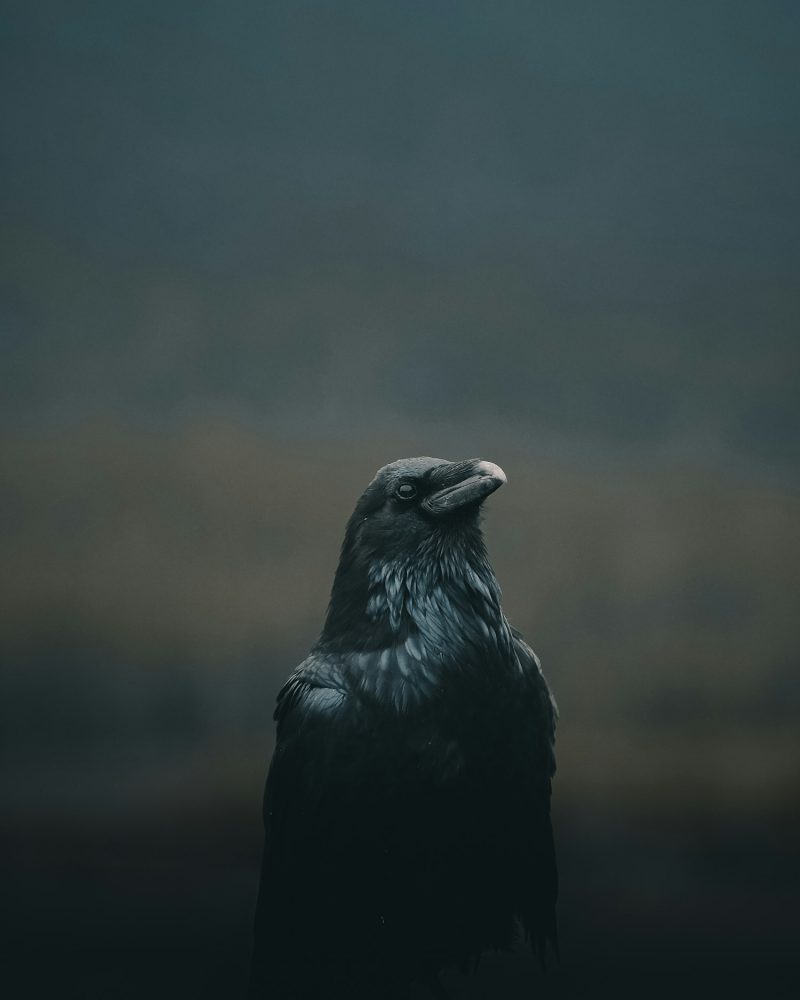 A raven, keeping watch